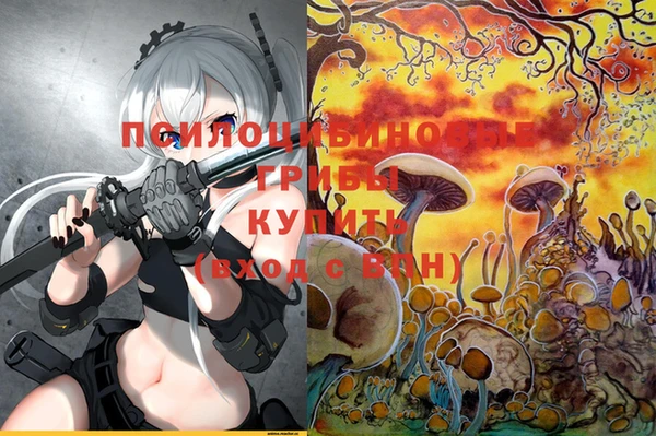стаф Магас